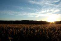 Bifogad bild: IMG_7099r.jpg